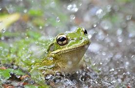 Image result for Rainm Frog