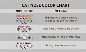 Image result for Cat Nose Shape