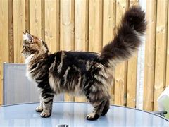 Image result for Blotched Tabby