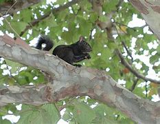 Image result for Tree Rat Prevention