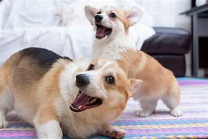 Image result for Corgi Playing