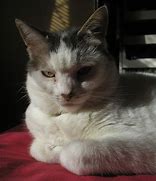 Image result for Moody Cat