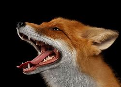 Image result for Fox Head Profile