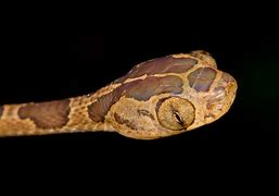 Image result for Blunt Tail Snake