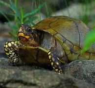 Image result for Three Toed Box Turtle Growth Chart