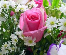 Image result for Rare Floewer Pink