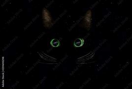 Image result for Cat Eyes at Night