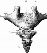 Image result for Coccyx