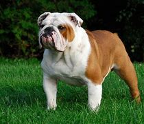 Image result for Bulldog WIU