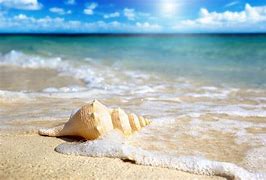 Image result for Sea Shells Wallpaper 4K