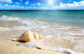 Image result for Picture of Beach Sand and Sea Shells