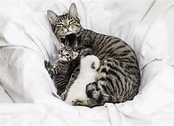 Image result for Mama Cat and Kittens