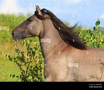 Image result for Blue Roan Horse Saddled