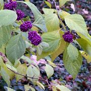 Image result for Purple Berry Twist