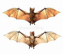 Image result for Vampire Bat Wings