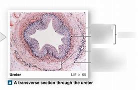 Image result for Uteres Histology