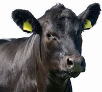 Image result for Cattle Size