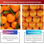 Image result for Orange Tangerine Hybrid