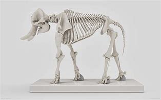 Image result for Horror Elephant Skeleton