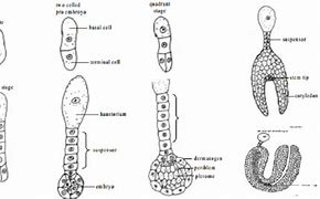 Image result for Structure and Development of Dicot Embryo