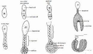 Image result for Dicot Embryo Diagram