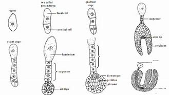 Image result for Dicot Embryo Development