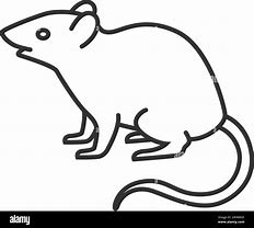 Image result for Rat Prism