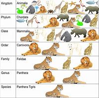 Image result for Taxonomy Classification Chart