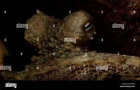 Image result for Octopus Bimaculoides