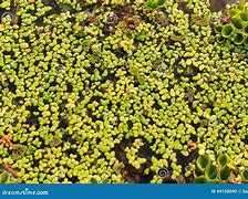 Image result for Duckweed Close Up