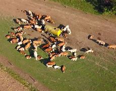 Image result for cattle herd aerial view