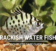 Image result for Brackish Water Fish List