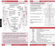 Image result for Lumbar Spine Anatomical Landmarks