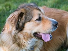 Image result for Golden Shepherd Images