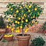 Image result for Mini Lemon Tree Indoor