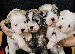 Image result for Cute Havanese Puppies