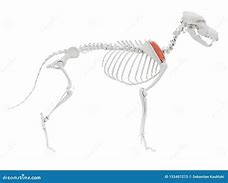 Image result for Supraspinatus Tendon Dog