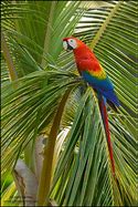 Image result for Habitat for Birds in Guyana