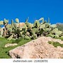 Image result for Maltese Plants