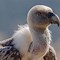 Image result for Vulture Spirit