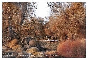 Image result for Grasses of the Mojave Desert