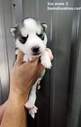 Image result for 2 Week Old Huskies