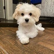 Image result for Bichon Maltese