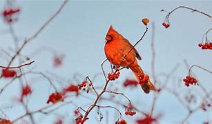 Image result for Backyard Birds Pictures and Names