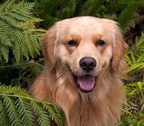 Image result for Canis Familiaris