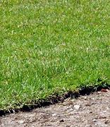 Image result for Zoysia Grass Lawn