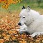 Image result for White Husky Wolf Dogs