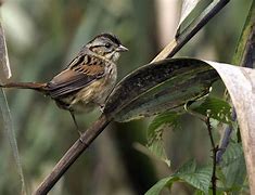 Image result for Swamp Sparrow