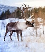 Image result for Caribou Reindeer Size Chart