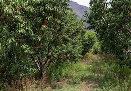 Image result for Peach Orchard in Four Seasons